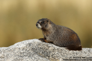 COLORADO HIGH COUNTRY - September 2013